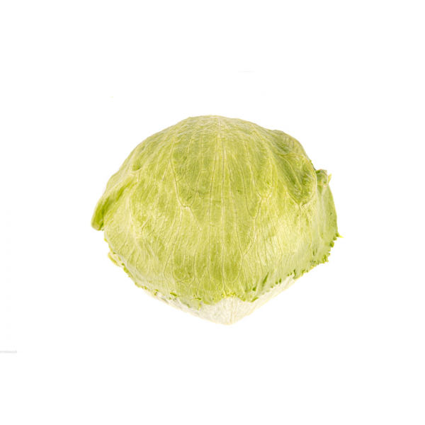 Sałata lodowa, idealna do kanapek, sałatek, wytrzymała, zawiera beta karoten