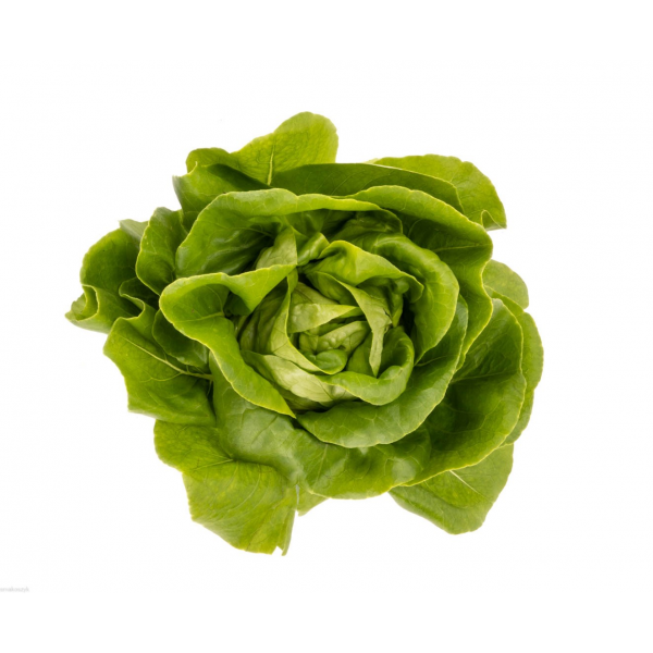 Sałata masłowa, zdrowa, krucha, na sałatki, z witaminą A i K