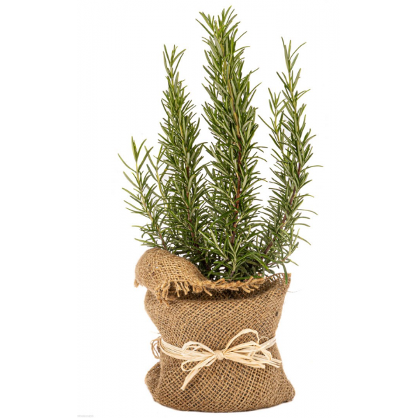 Rozmaryn, aromatyczny, mocny, korzenny zapach w kuchni śródziemnomorskiej