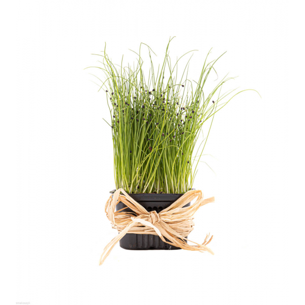 Mikroliście pora, zdrowe, dodatek do kanapek, sałatek i farszów