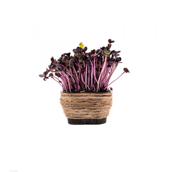 Mikroliście rzodkiewki, lekko pikantny wyrazisty smak, zdrowe i ekologiczne