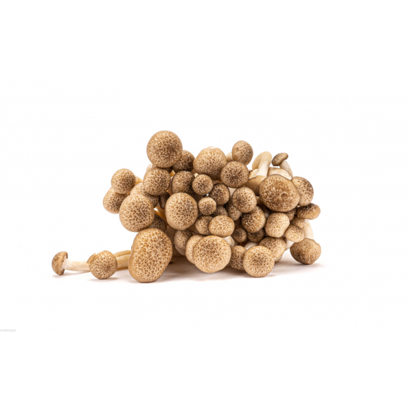 Grzyby shimeji brązowe, smaczne, do zup, sosów, na patelnię, online