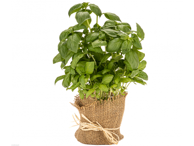 Bazylia do dań z pomidorów i do pesto, działa przeciwbólowo i przeciwzapalnie