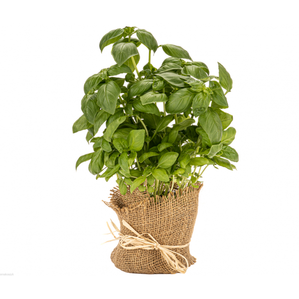 Bazylia do dań z pomidorów i do pesto, działa przeciwbólowo i przeciwzapalnie