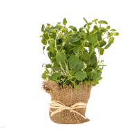 Oregano źródło błonnika i witamin A, E, C i K, kwasu foliowego, żelaza, świetne z pomidorami