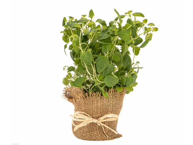 Oregano źródło błonnika i witamin A, E, C i K, kwasu foliowego, żelaza, świetne z pomidorami
