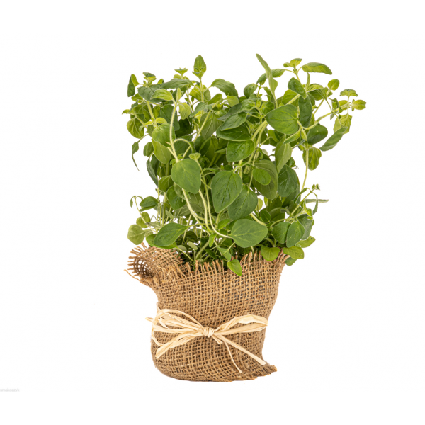 Oregano źródło błonnika i witamin A, E, C i K, kwasu foliowego, żelaza, świetne z pomidorami