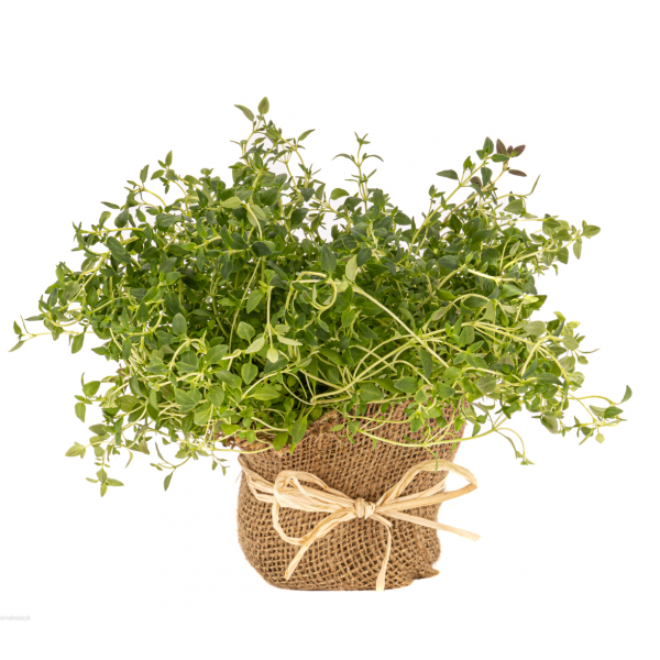 Tymianek do mięs, ryb, warzyw, i deserów, pomaga przy biegunkach i zaparciach