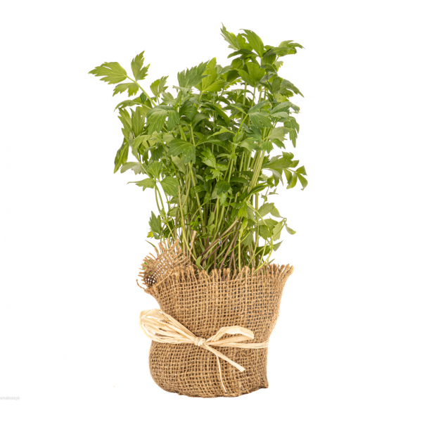 Lubczyk, aromatyczne zioło, dodatek do zup, sosów, duszonych warzyw, sałatek i ryb