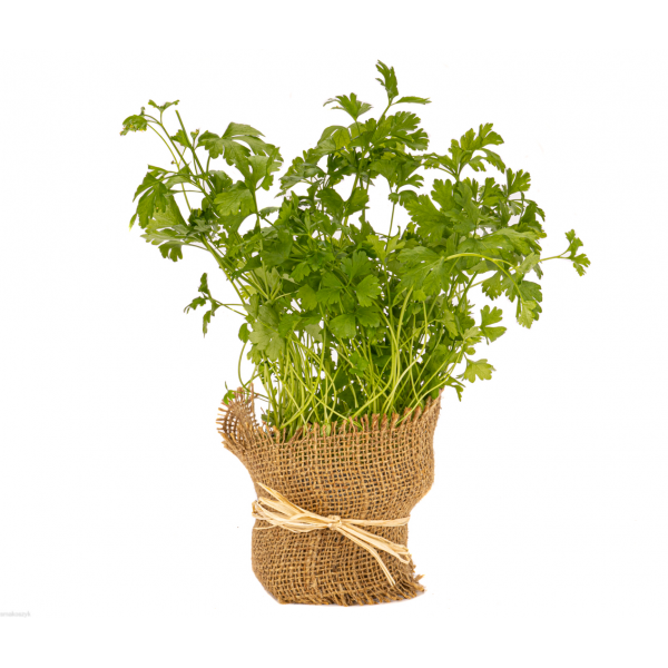 Nać pietruszki zawiera żelazo, witaminę C i beta-karoten, działa moczopędnie