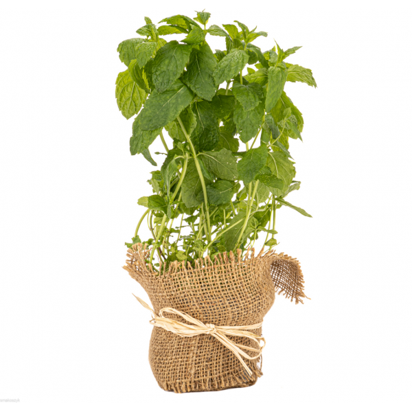 Mięta wspomaga układ trawienny, leczy wzdęcia, zaparcia, łagodzi bóle brzucha, usuwa toksyny