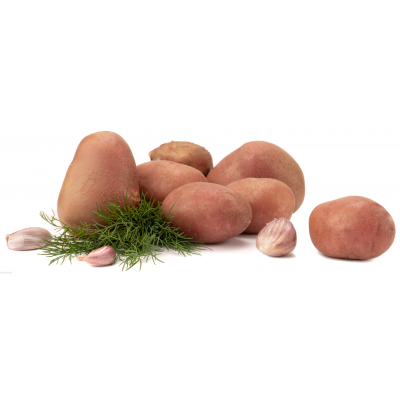 Koper nać, najsmaczniejszy w towarzystwie ziemniaków, aromatyczny