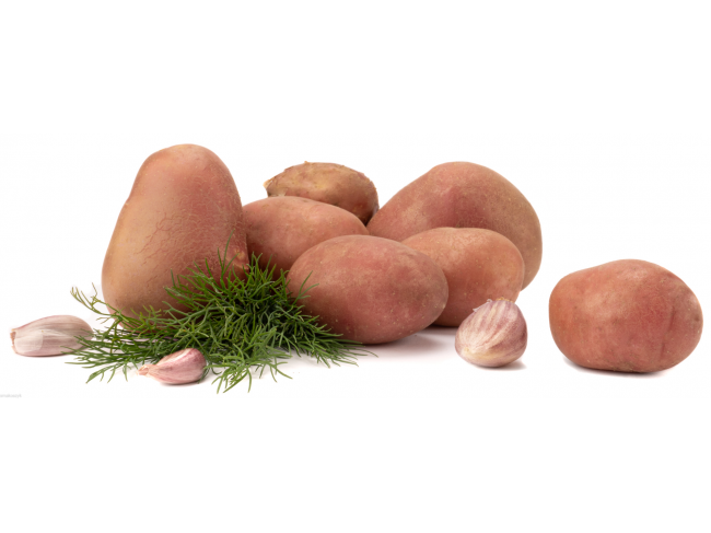 Koper nać, najsmaczniejszy w towarzystwie ziemniaków, aromatyczny
