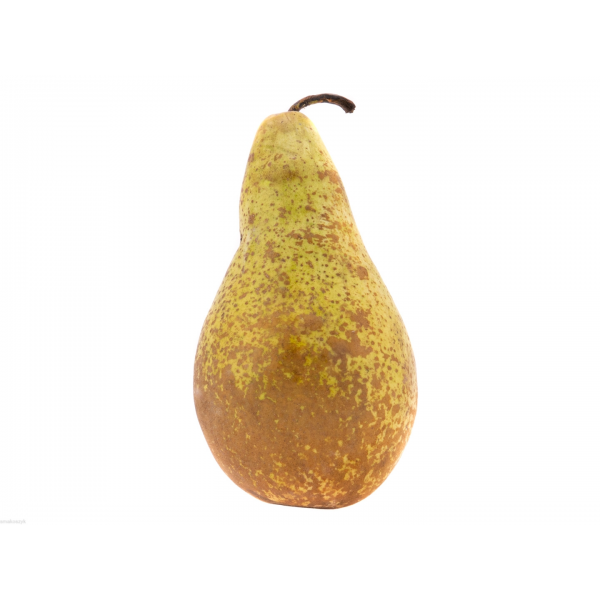 Gruszka conference, zdrowa, soczysta, doskonała do drobiu i serów oraz sałaty z gorgonozlą