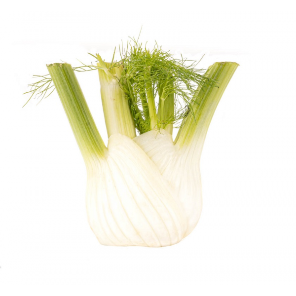 Koper włoski Fenkuł, anyżkowy smak, zawiera witaminę C, B, wspomaga odporność, wzmacnia naczynia krwionośne