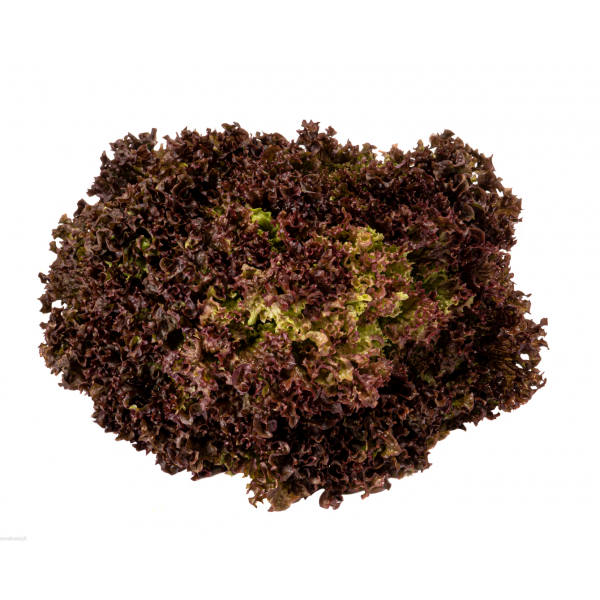 Sałata lollo rosso, ma piękny kolor, doskonała do sałatek z dressingiem