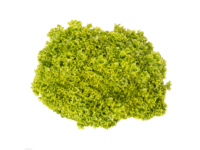 Sałata lollo biondo, bogata w chlorofil, kwas foliowy i błonnik