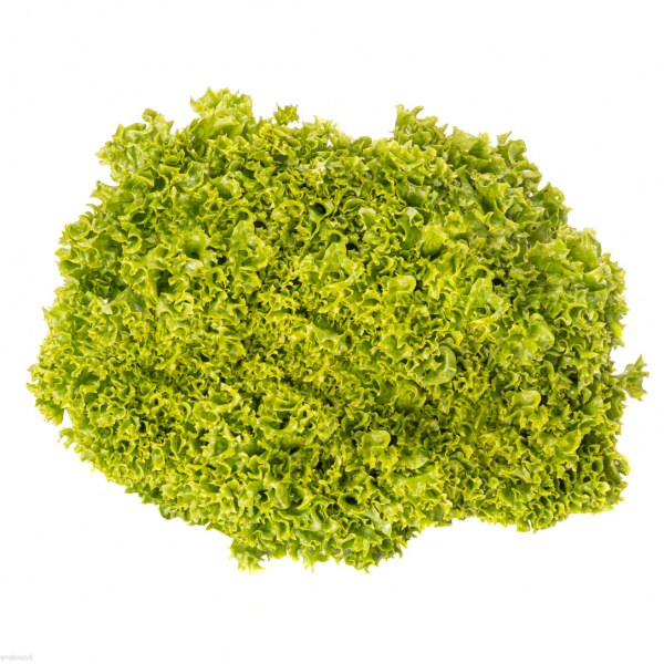 Sałata lollo biondo, bogata w chlorofil, kwas foliowy i błonnik