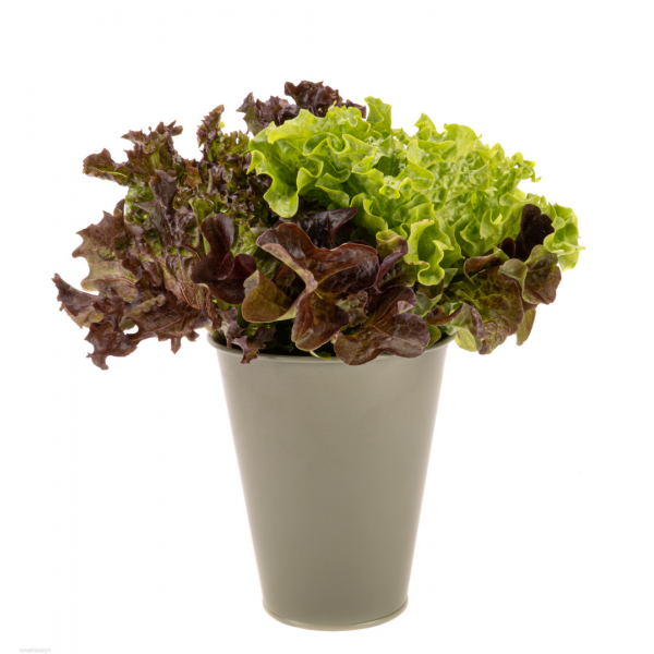 Sałata liść dębu, wyjątkowy aromat i orzechowy smak, ciekawy kształt liści