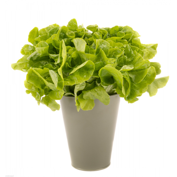 Sałata batawska, krucha, delikatna, karbowana, do kanapek