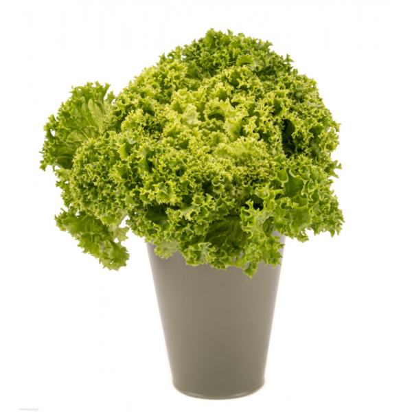 Sałata karbowana, zielona, smaczna, do kompozycji sałatkowych