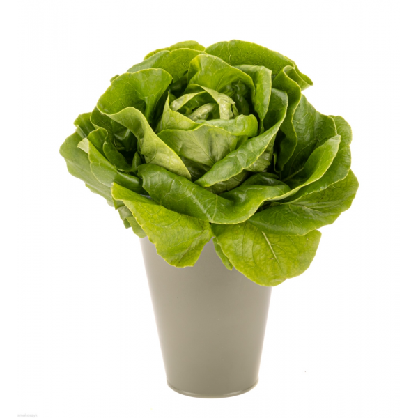 Sałata masłowa, doniczka, smaczna, świeża, z witaminami i błonnikiem