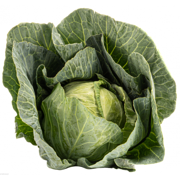 Kapusta młoda, świeża, do duszenia, na gołąbki, bomba witaminowa