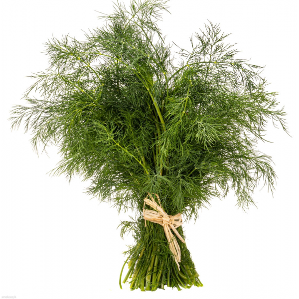 Koper nać, aromatyczny, wykończenie wielu dań, do zup, sosów, twarożku, jajek, łagodzi wzdęcia