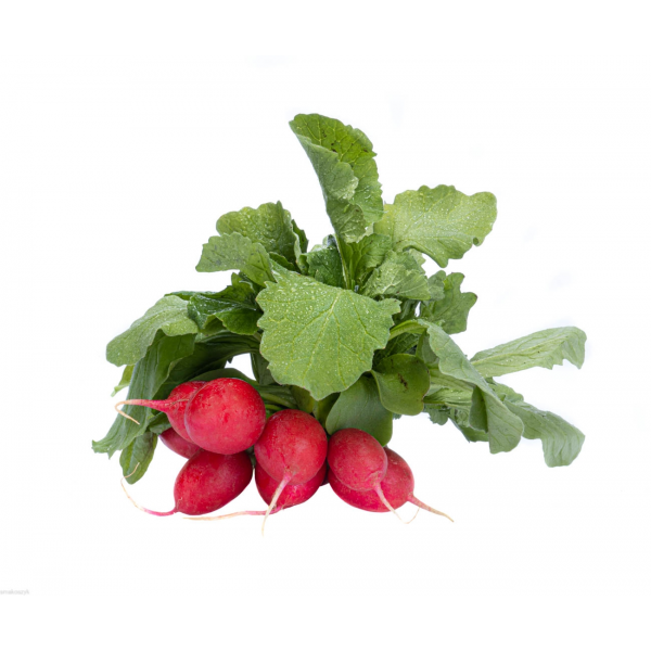 Rzodkiewka, lekko ostra, najlepsza z twarożkiem, do kanapek i sałatki